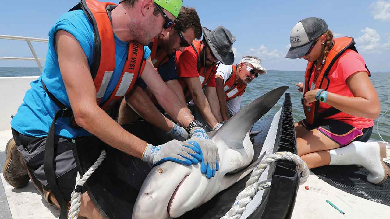 students help to tag a shark
