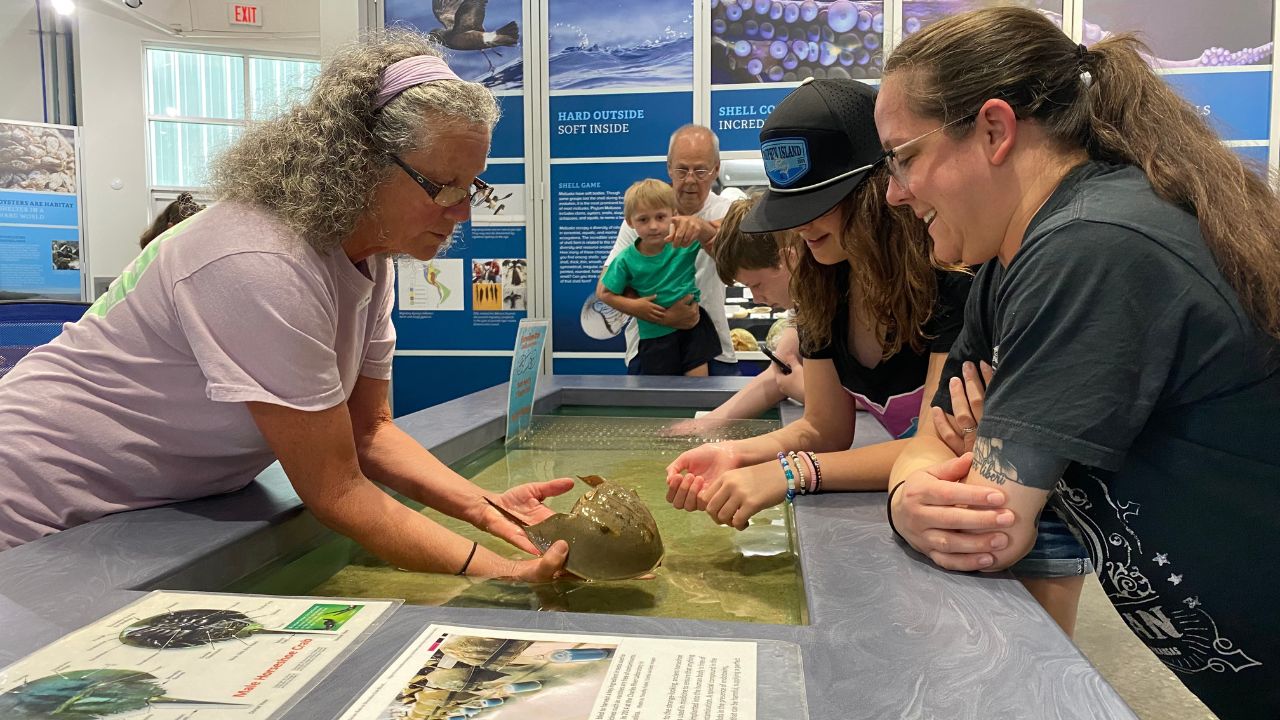 Docent volunteer showing samples to school child