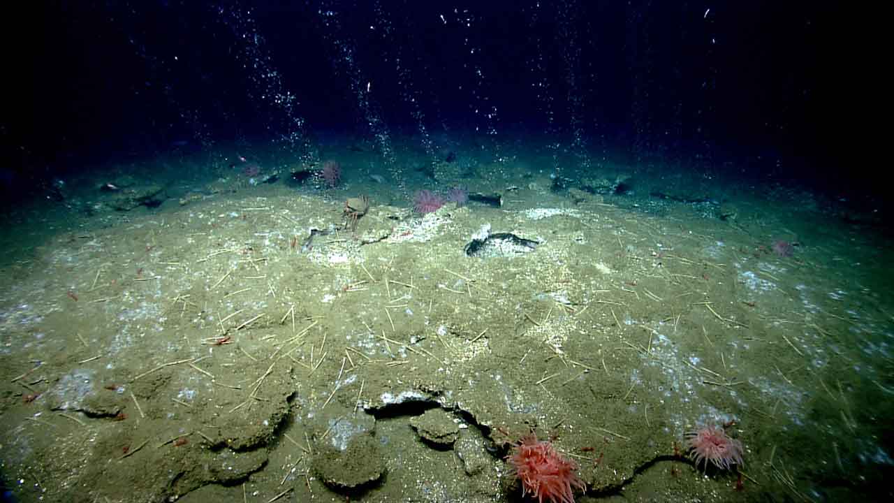 Methane bubbles flow in small streams out of the sediment on an area of seafloor offshore Virginia, north of Washington Canyon. Quill worms, anemones, and patches of microbial mat can be seen in and along the periphery of the seepage area. Image courtesy of NOAA Ocean Exploration, 2013 ROV Shakedown and Field Trials in the U.S. Atlantic Canyons.