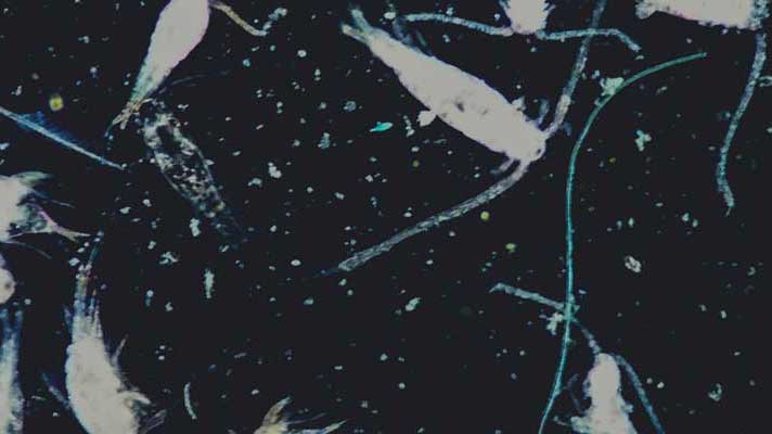 microscope view of plankton