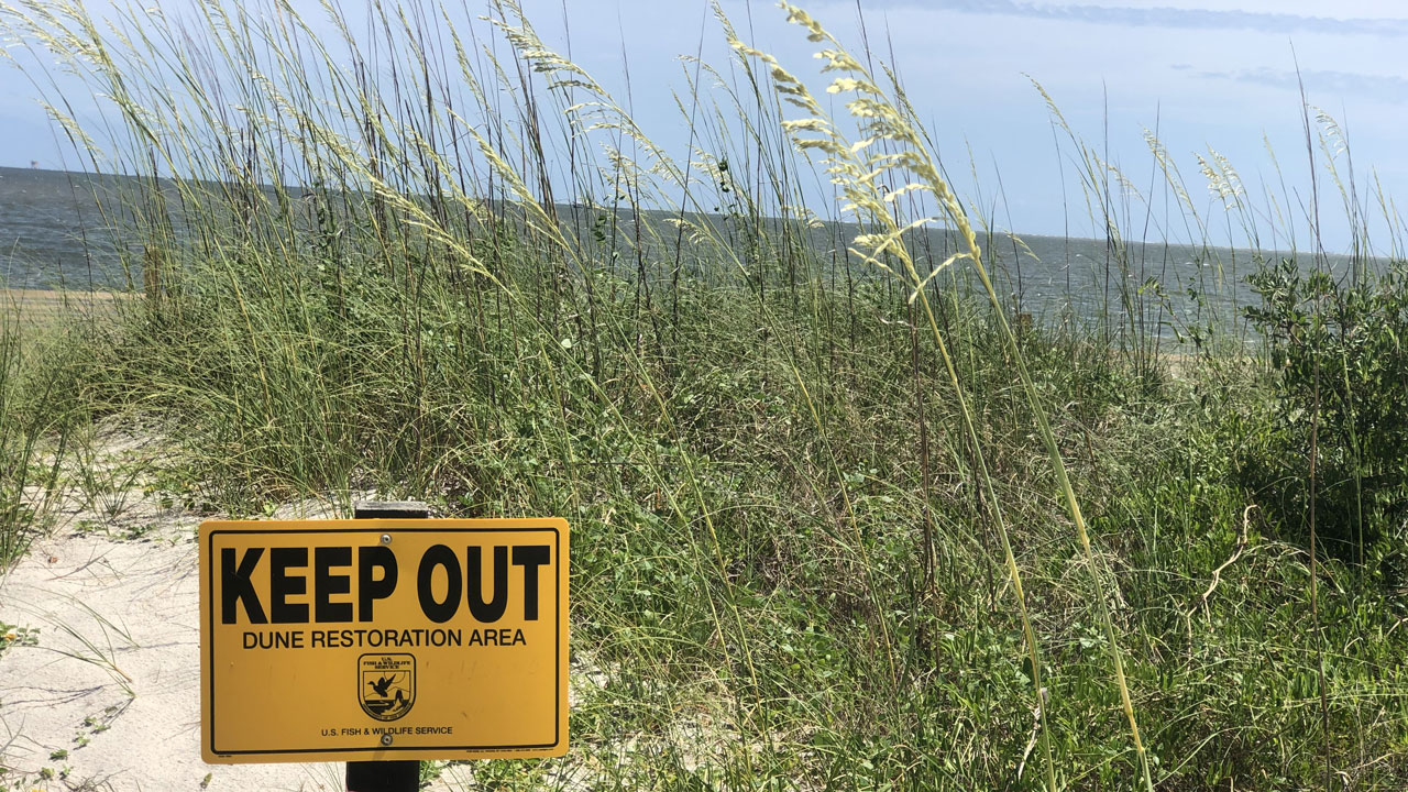 dune plants