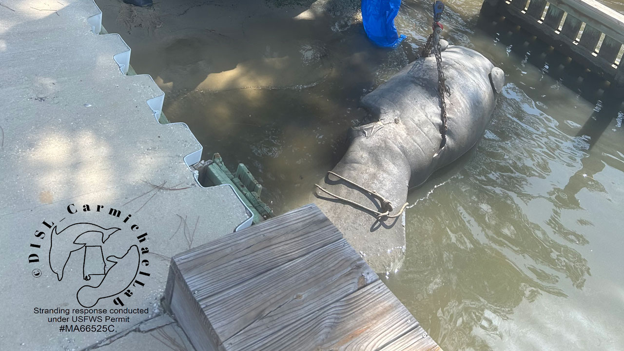 stranded manatee