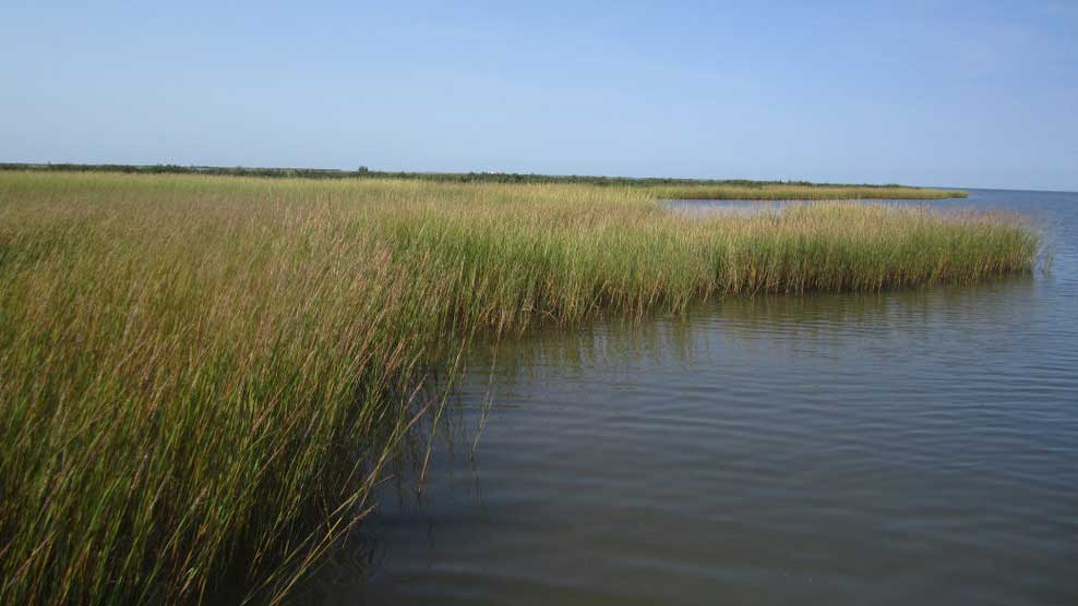 wetlands