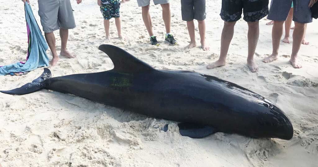 melon headed whale