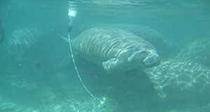 DISL manatee tracking data included in global study - Dauphin Island