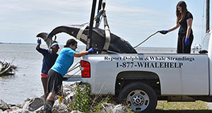 Stranding Network standing by to help distressed marine mammals ...