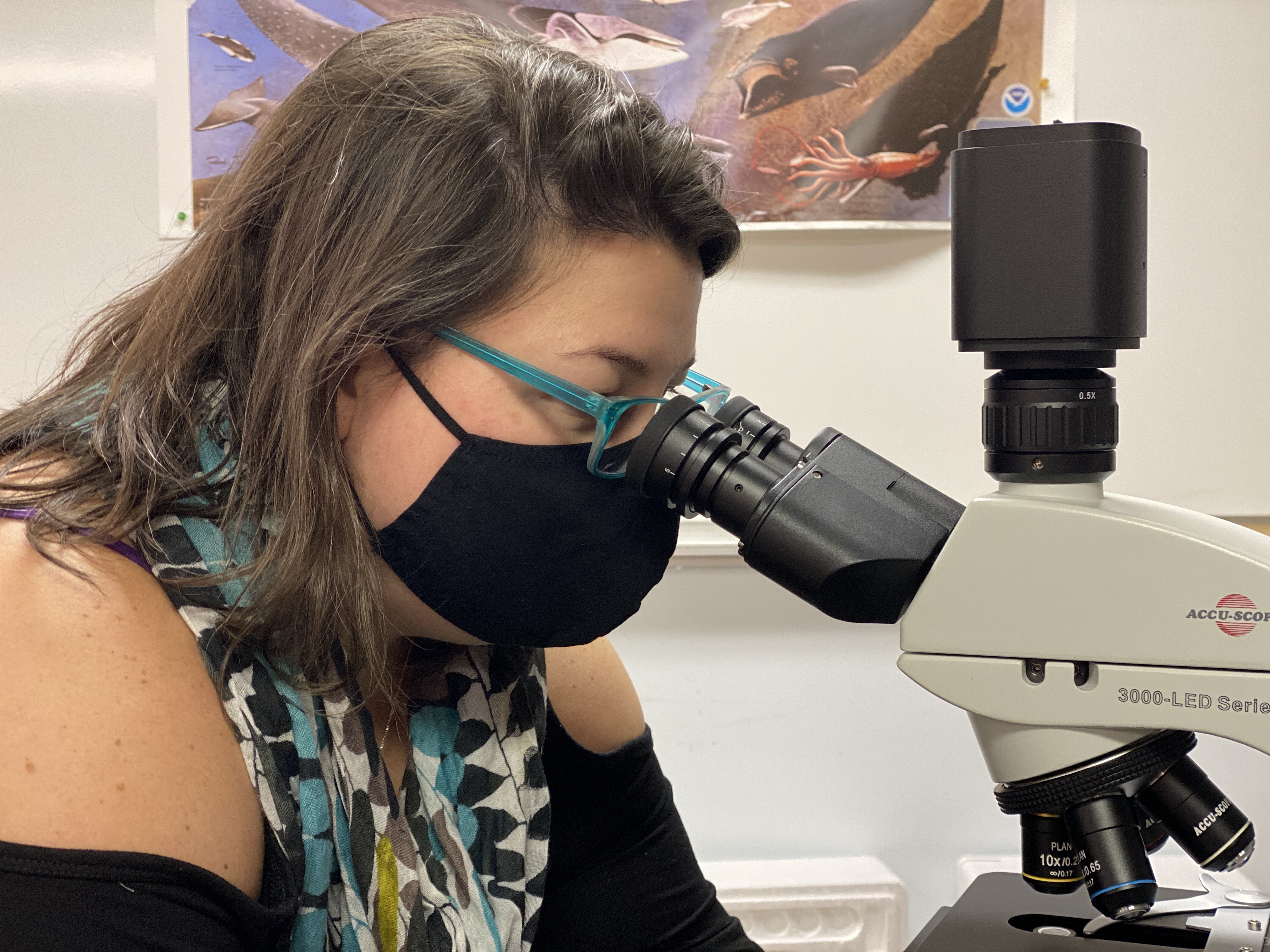 Graduate student Jessica Lunt peers into a microscope.