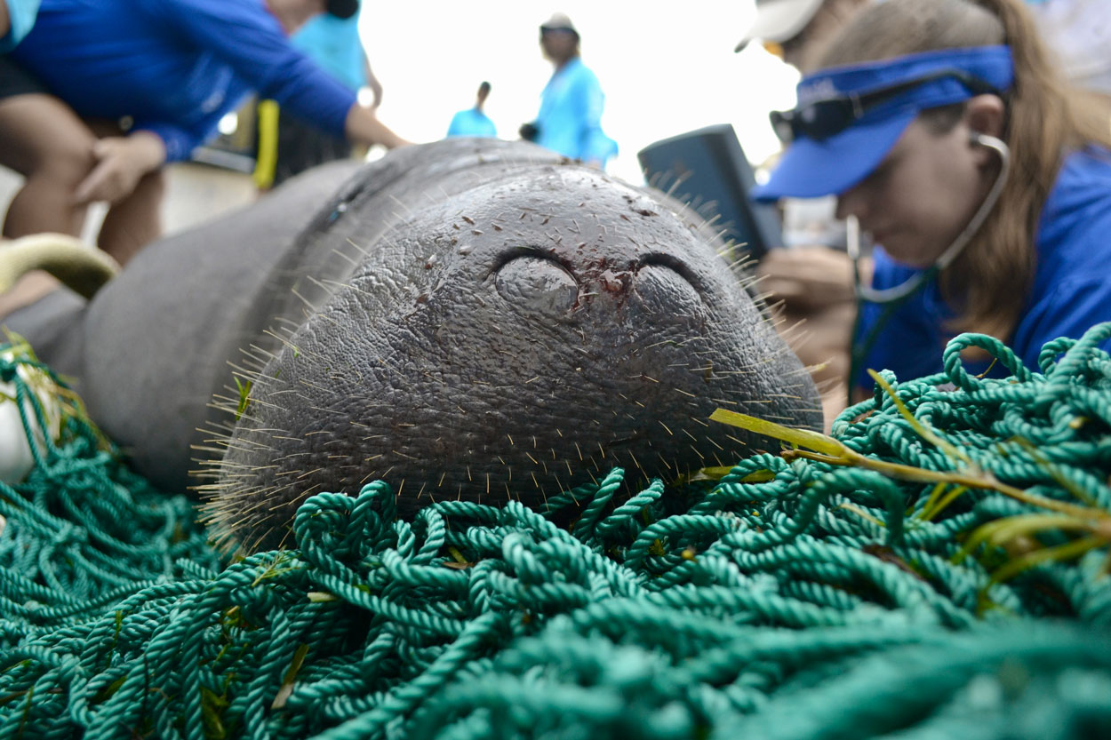 Dauphin Island Sea Lab renews manatee tagging research Dauphin Island