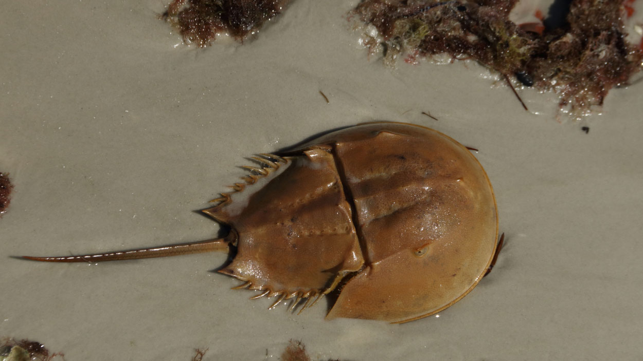 horseshoe crab in the sand