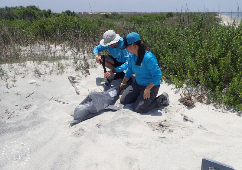 two researchers set dolphin decoy on beach
