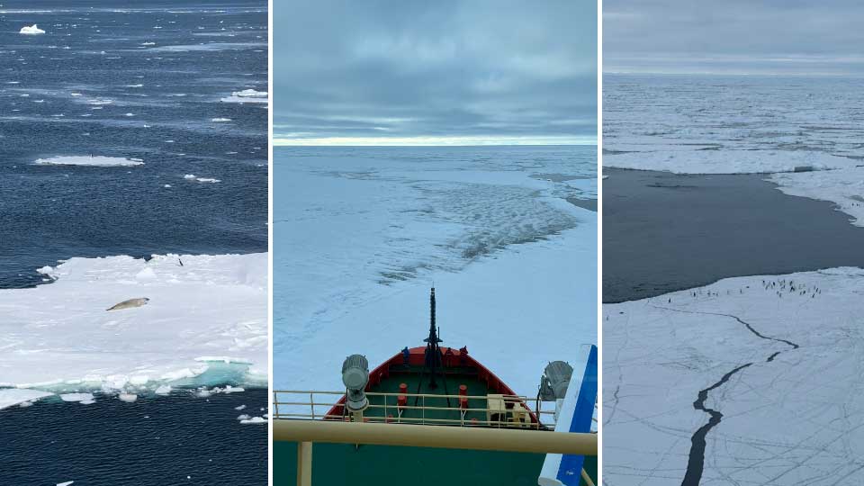 A) Crabeater Seal and Adelie Penguin sharing an ice floe, B) A view from the bridge during ice breaking in transit, C) A flock of Adelie Penguins