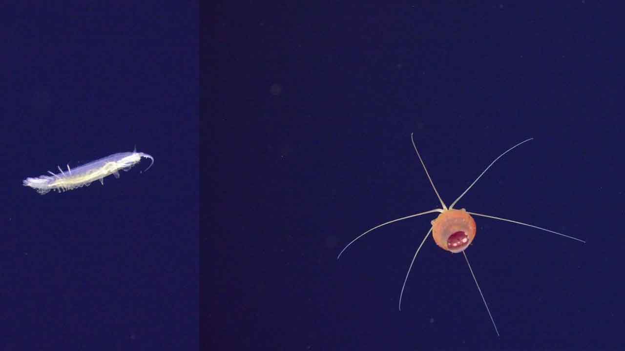 Animals seen at the Yinazao seamount on final dive.