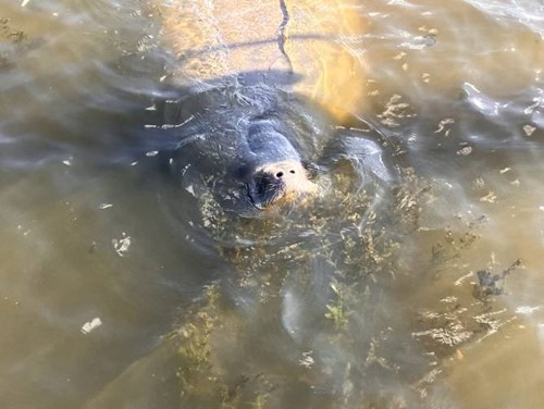 The nose of a manatee sticks out of the water.