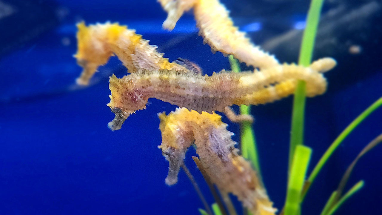 Seahorses in aquarium at central campus iowa