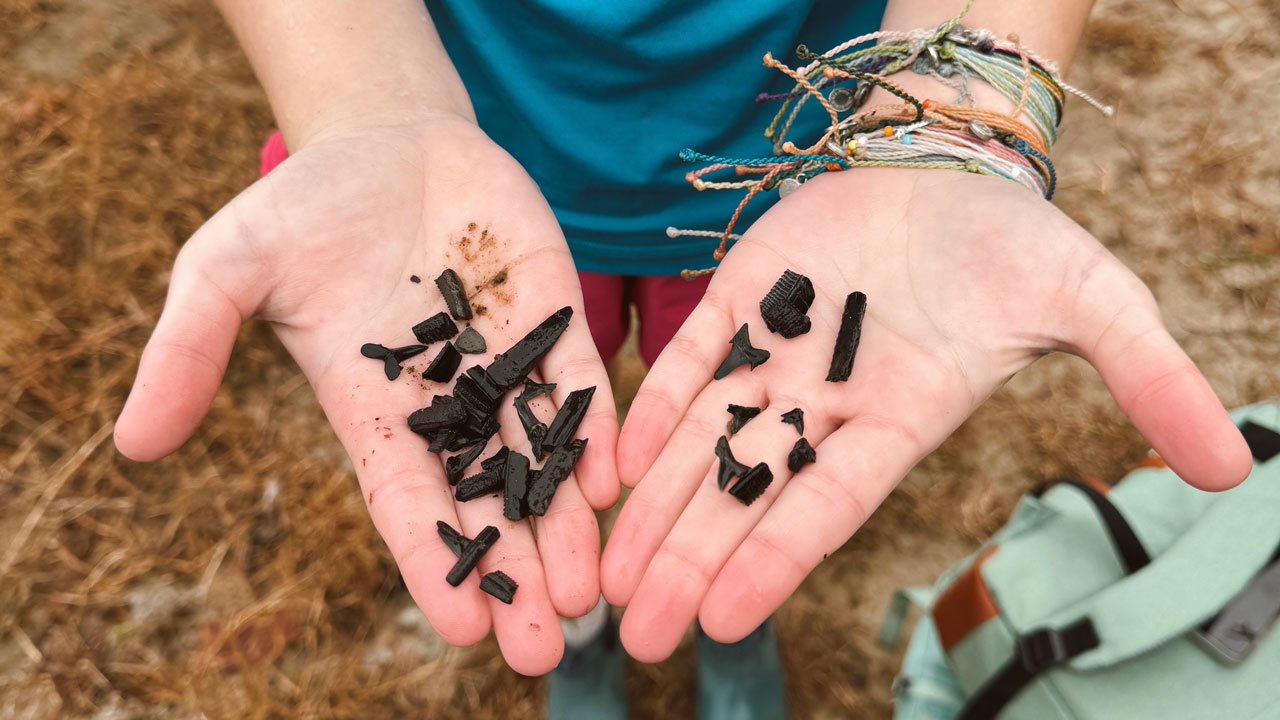Collection of shark teeth