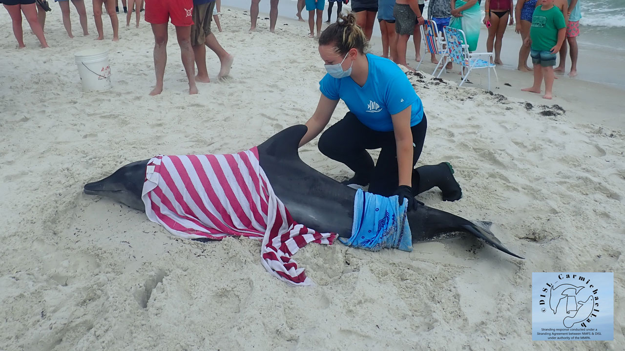 dolphin response