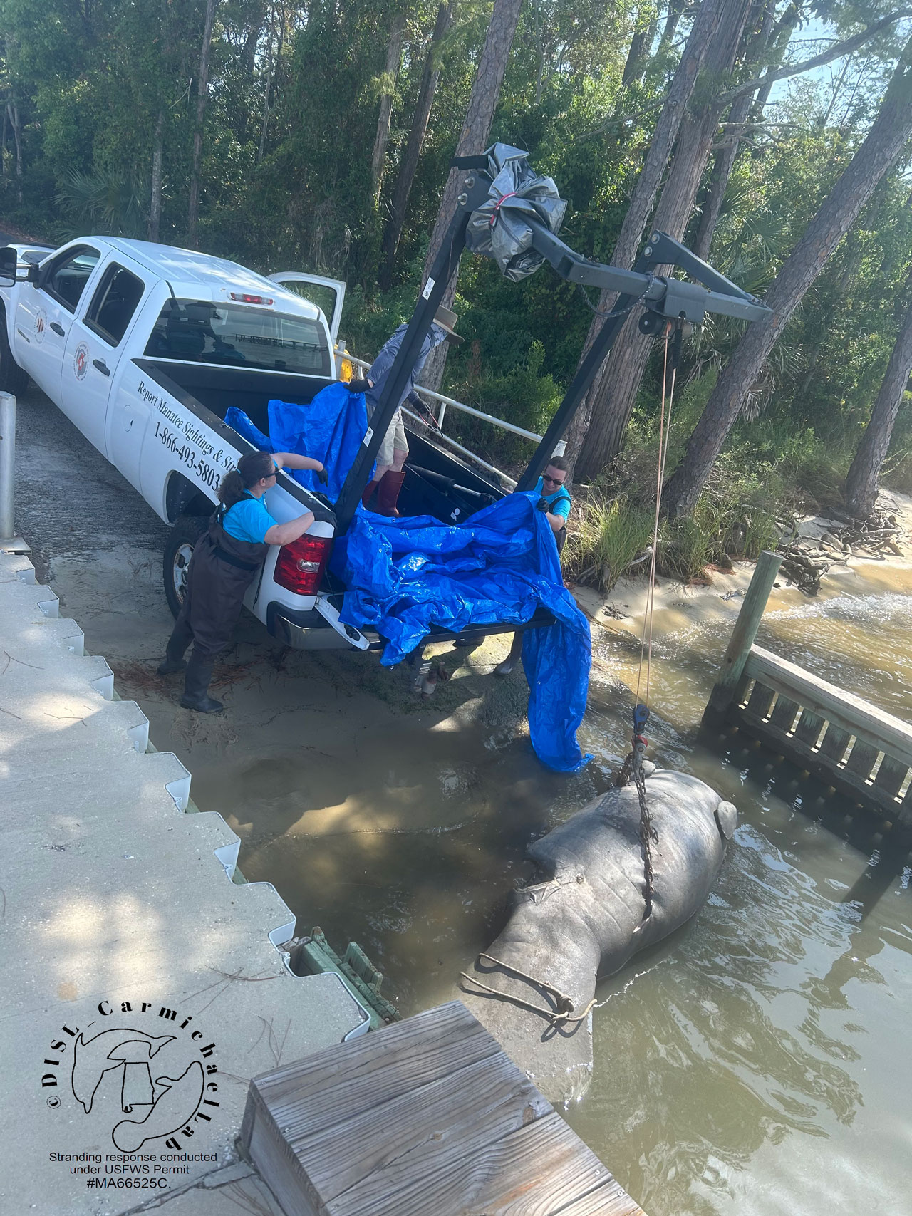 manatee being loaded into truck