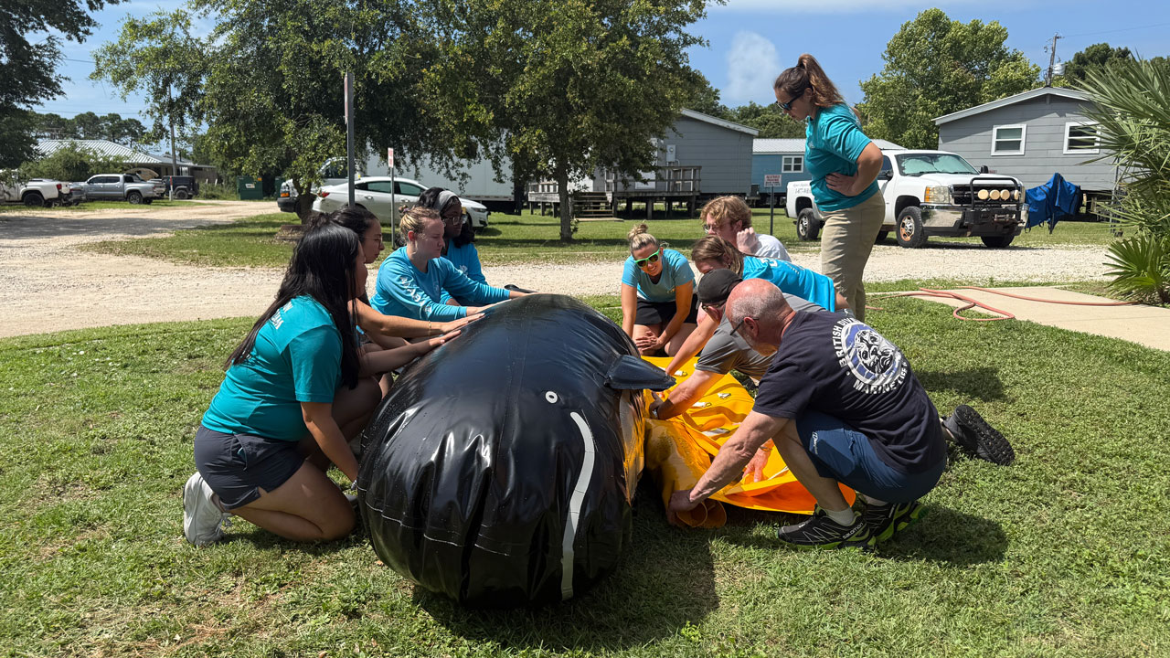 whale pontoon training