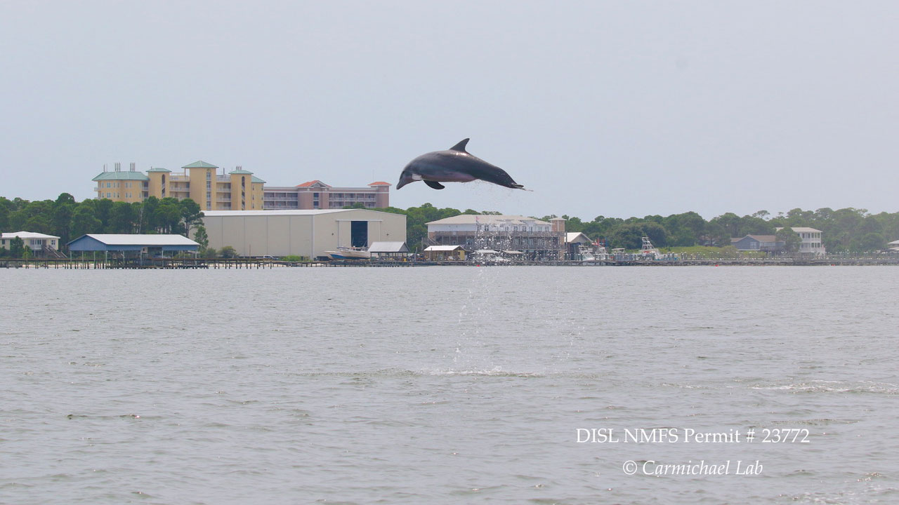 dolphin jumps out of water