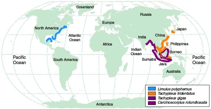 map of horseshoe crab distribution