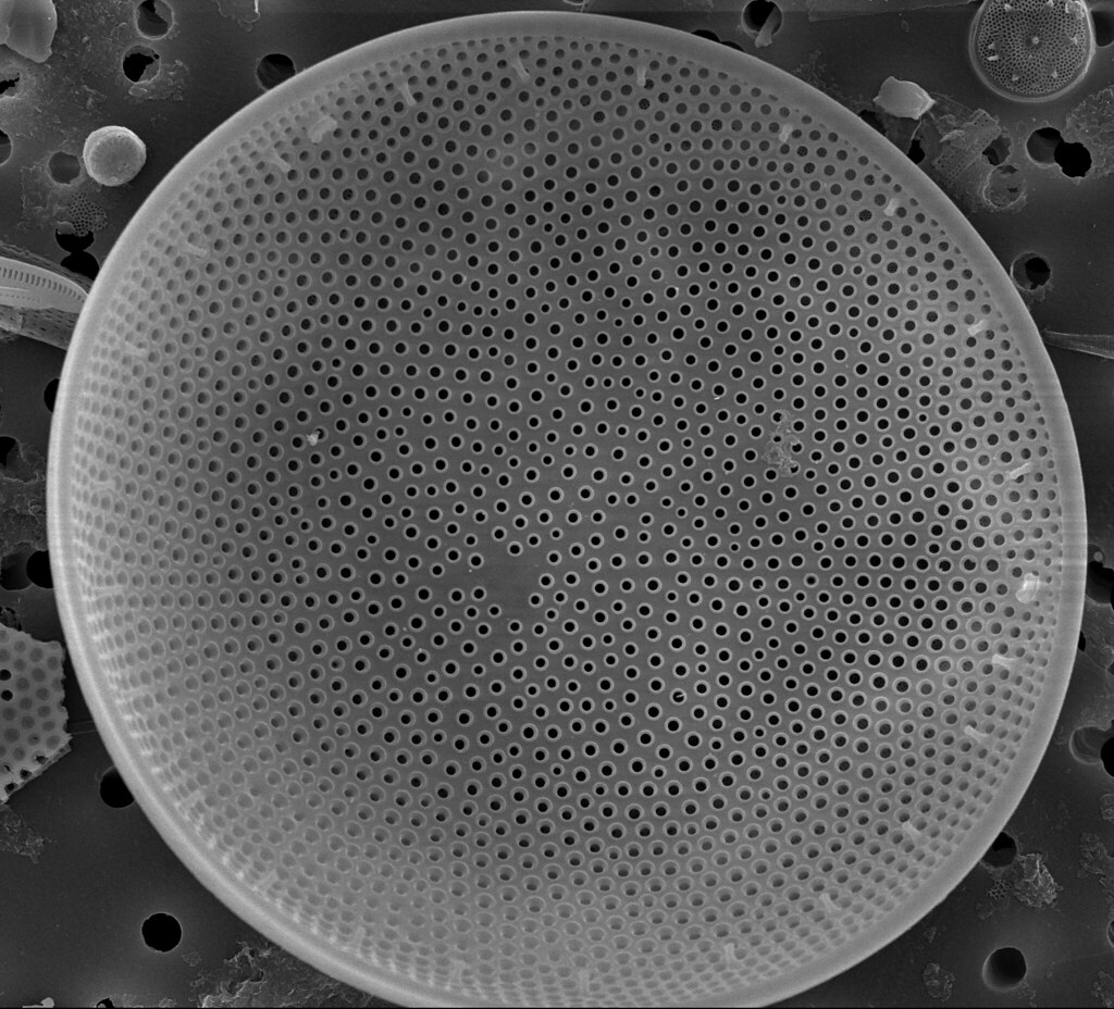 coscinodisus