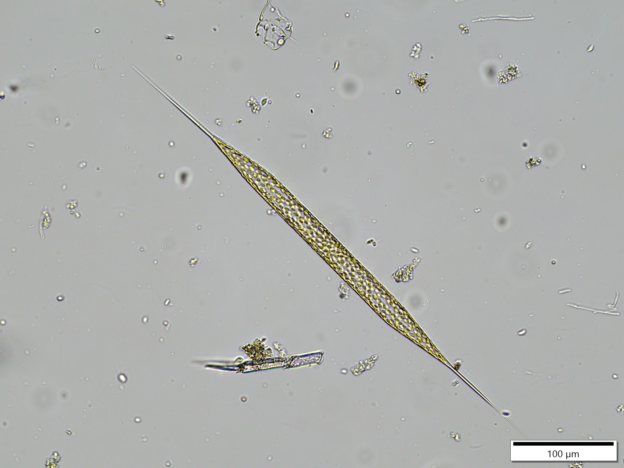 Rhizosolenia