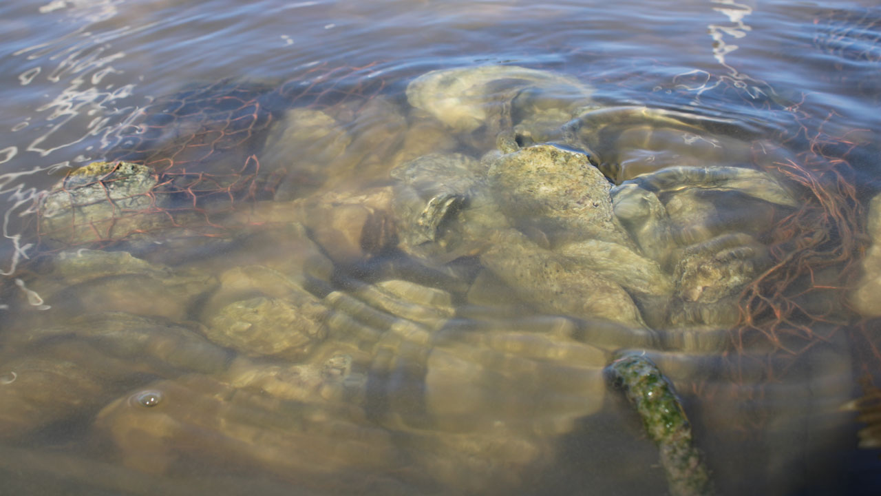 bagged oyster shell in water