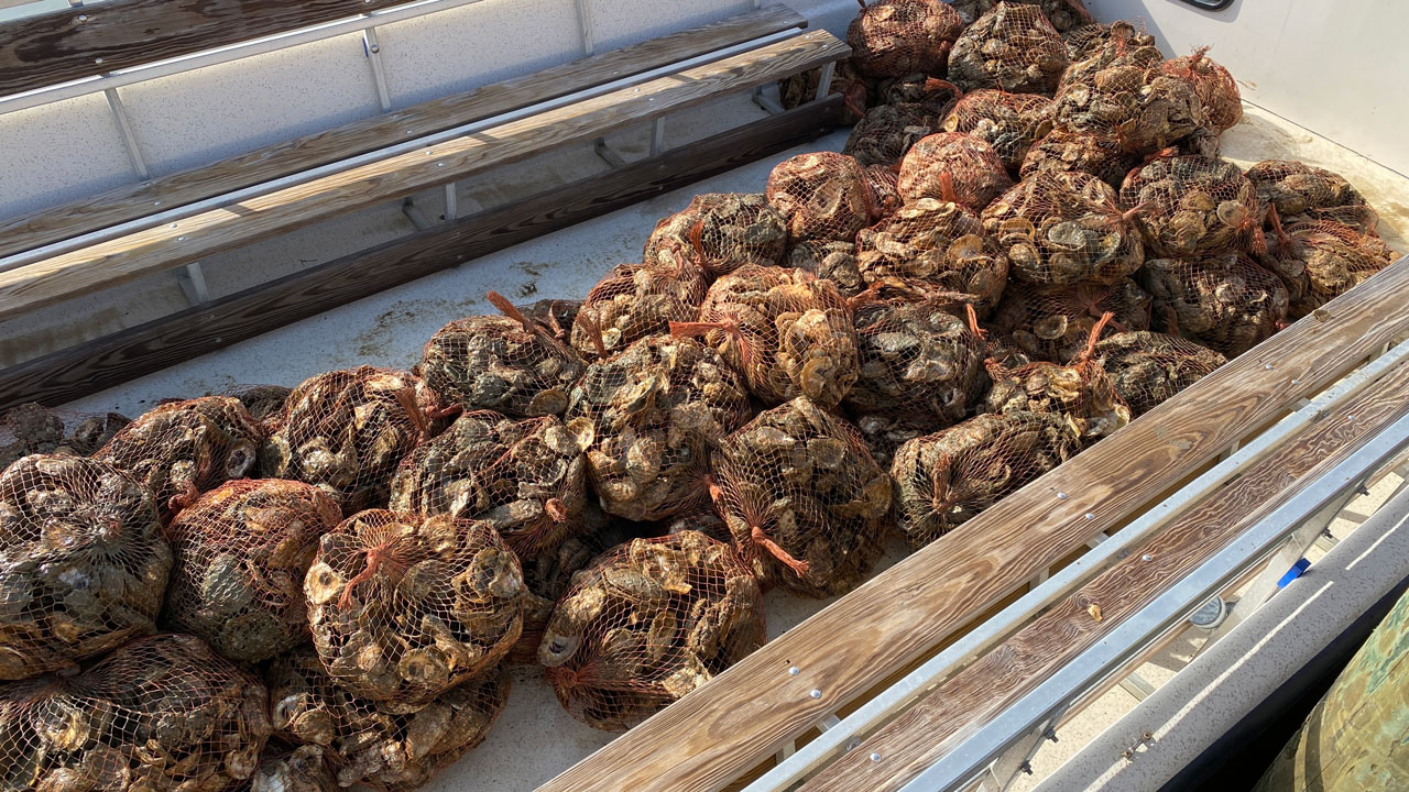 bagged oyster shell