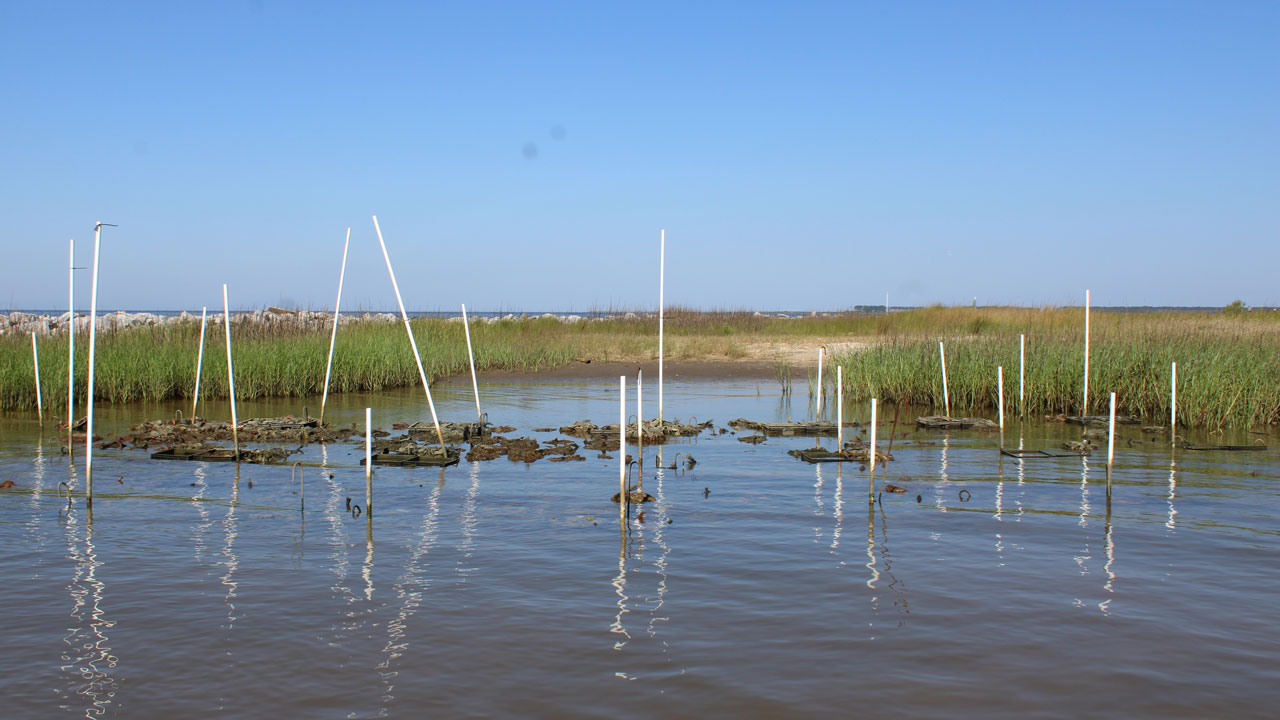 lightning point oyster reef