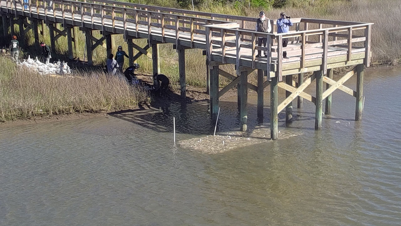 aerial view of the restored oyster reef project at Blankenship Park on Dauphin Island