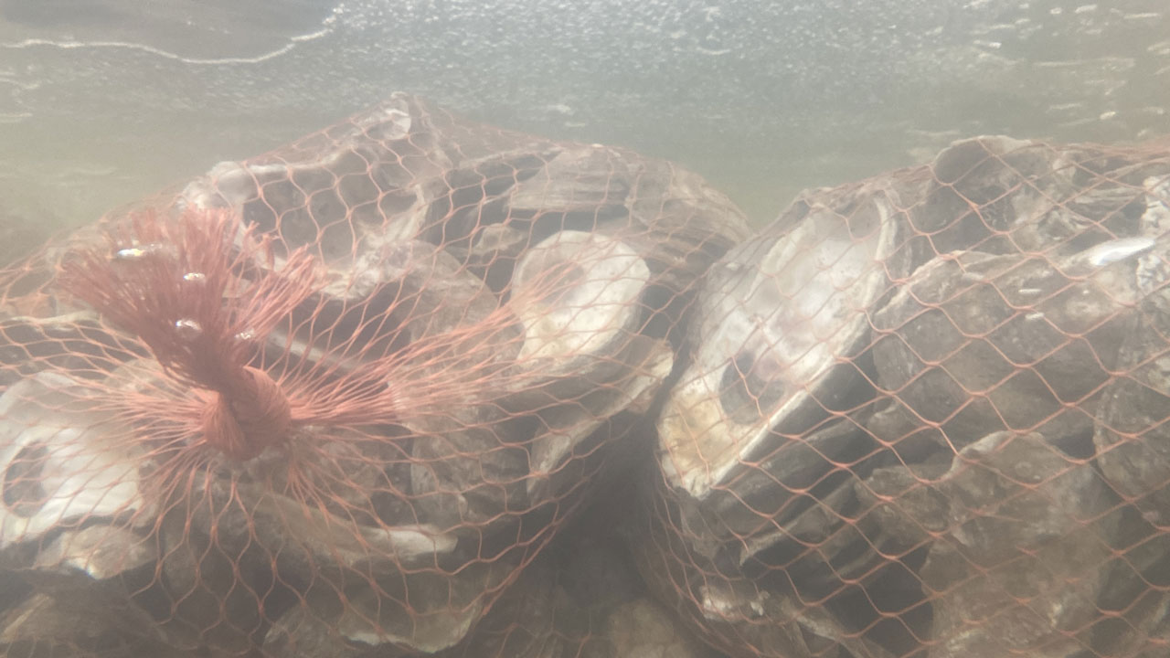 up close look of recycled oyster shells in the biodegradable bags