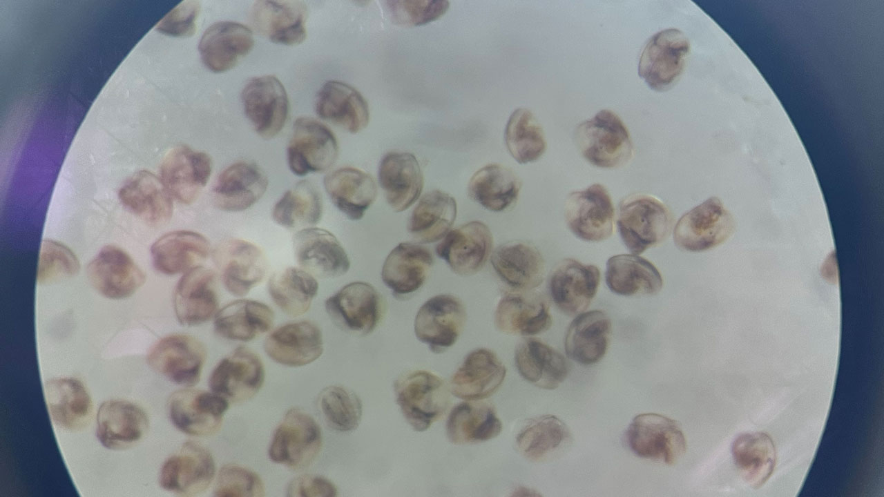 oyster larvae under a microscope