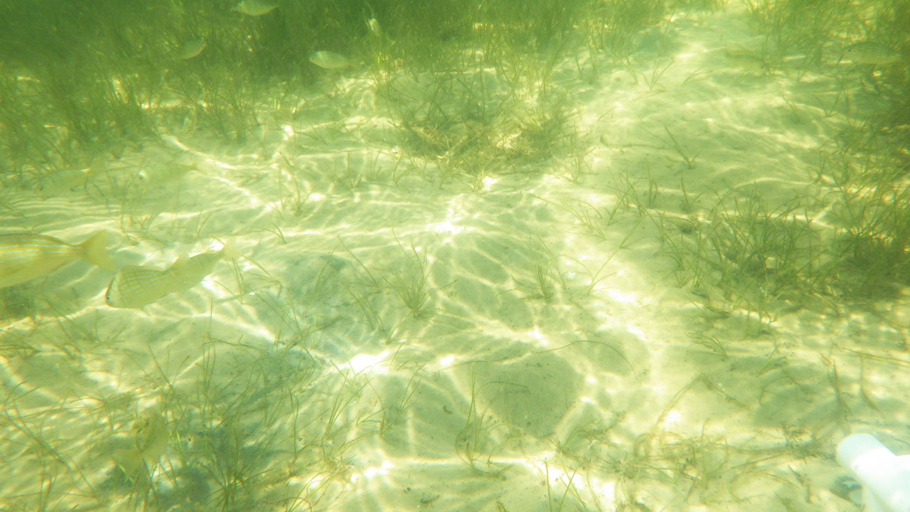 propellar scar lower perdido