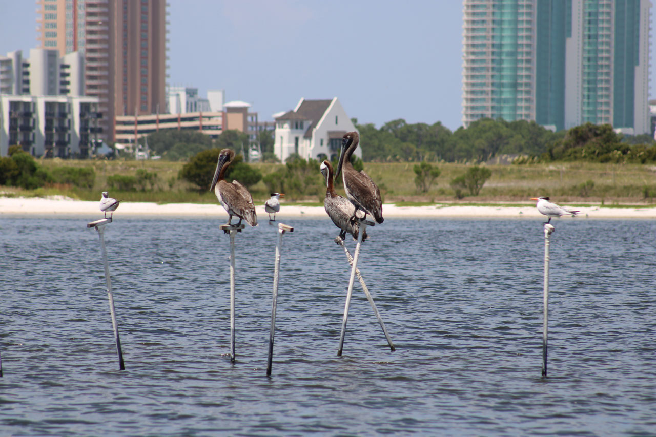 bird stakes in lower perdido