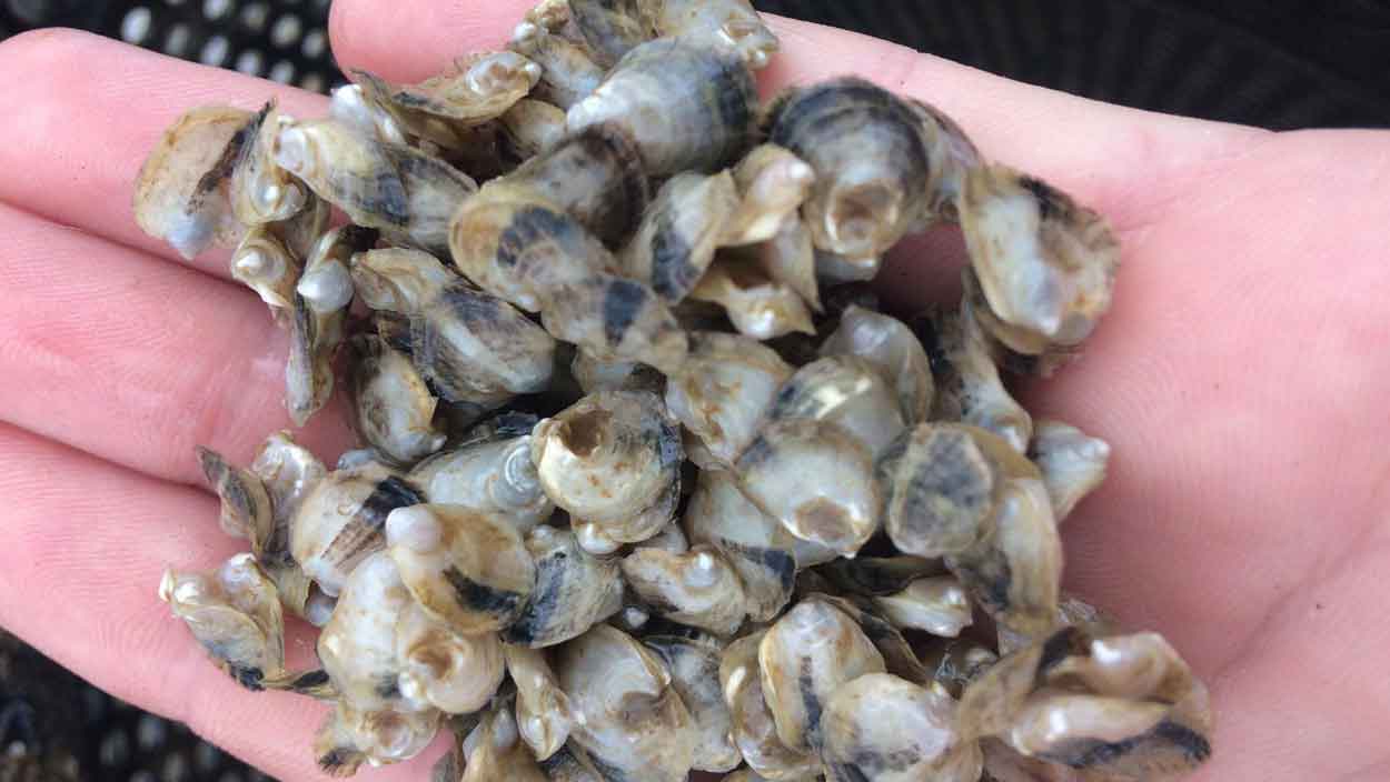 hand holding juvenile oysters