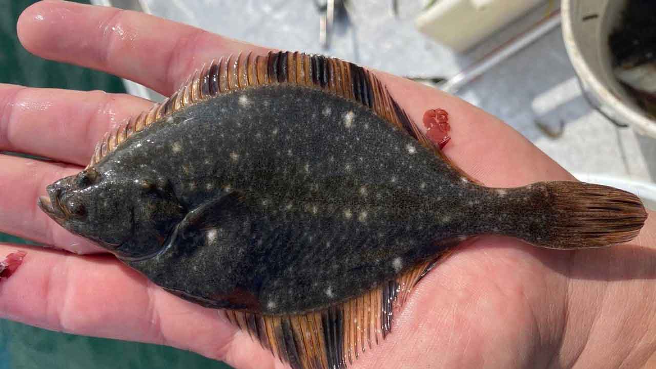 flat fish