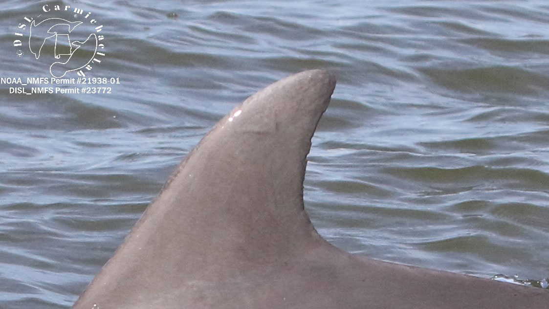 Dolphin dorsal fin