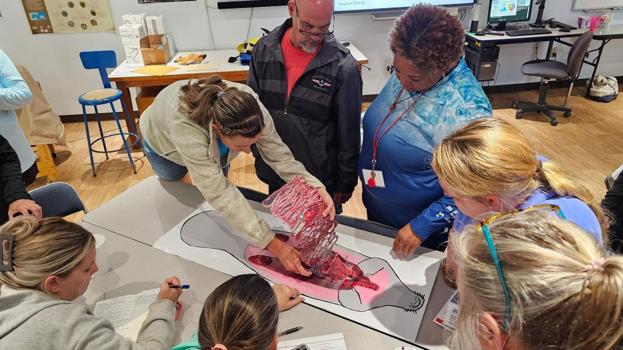 Teachers learn about manatee necropsy activity
