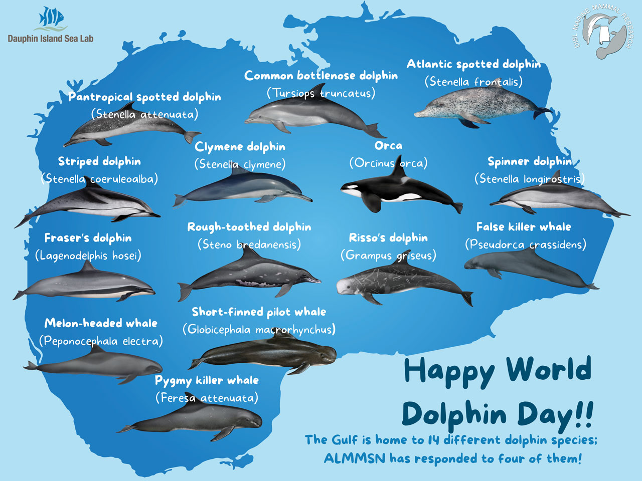 dolphin species poster