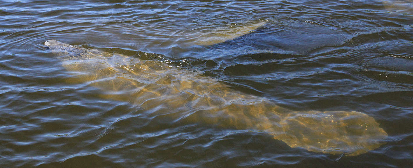 Manatee photographed in Fowl River, AL 2014. Credit: DISL/MSN Contributor Sam St. John
