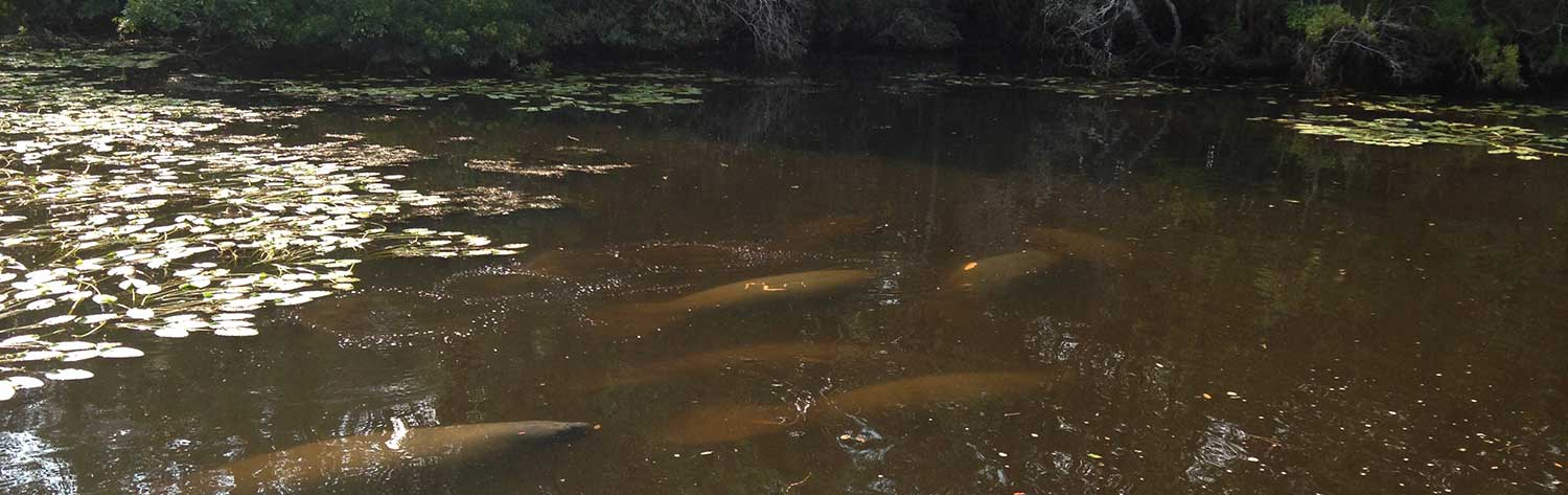 Manatees photographed in Dog River, AL 2013. Credit: DISL/MSN Contributor M. Lerch