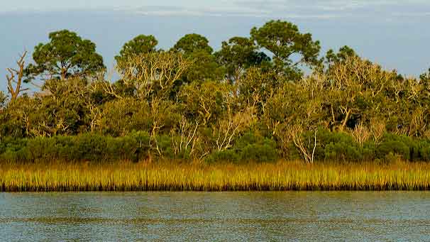 Grand Bay Estuary