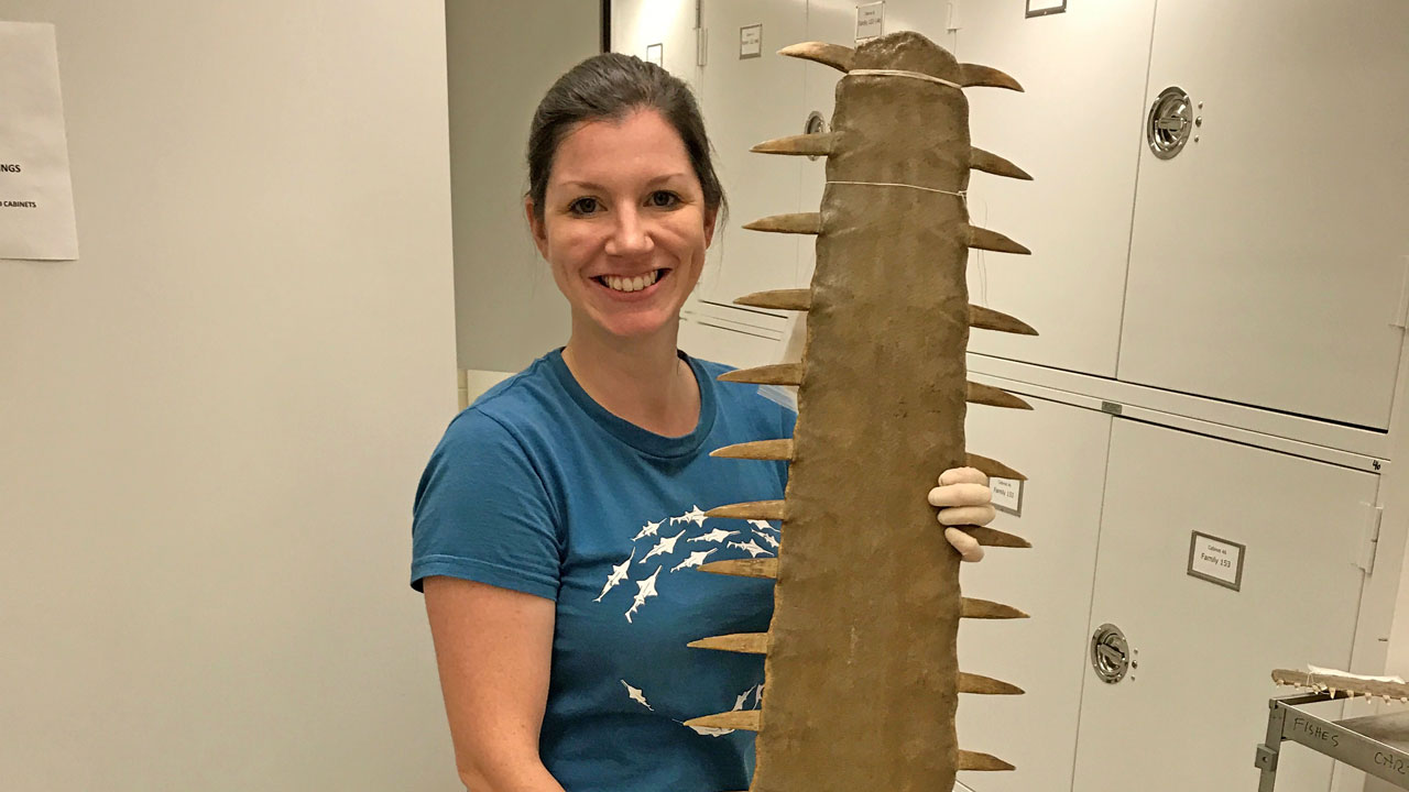 phillips with sawfish