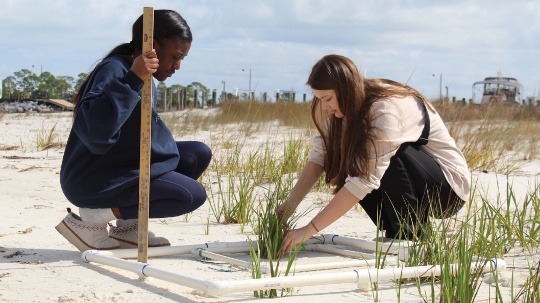 students using quadrants to plant