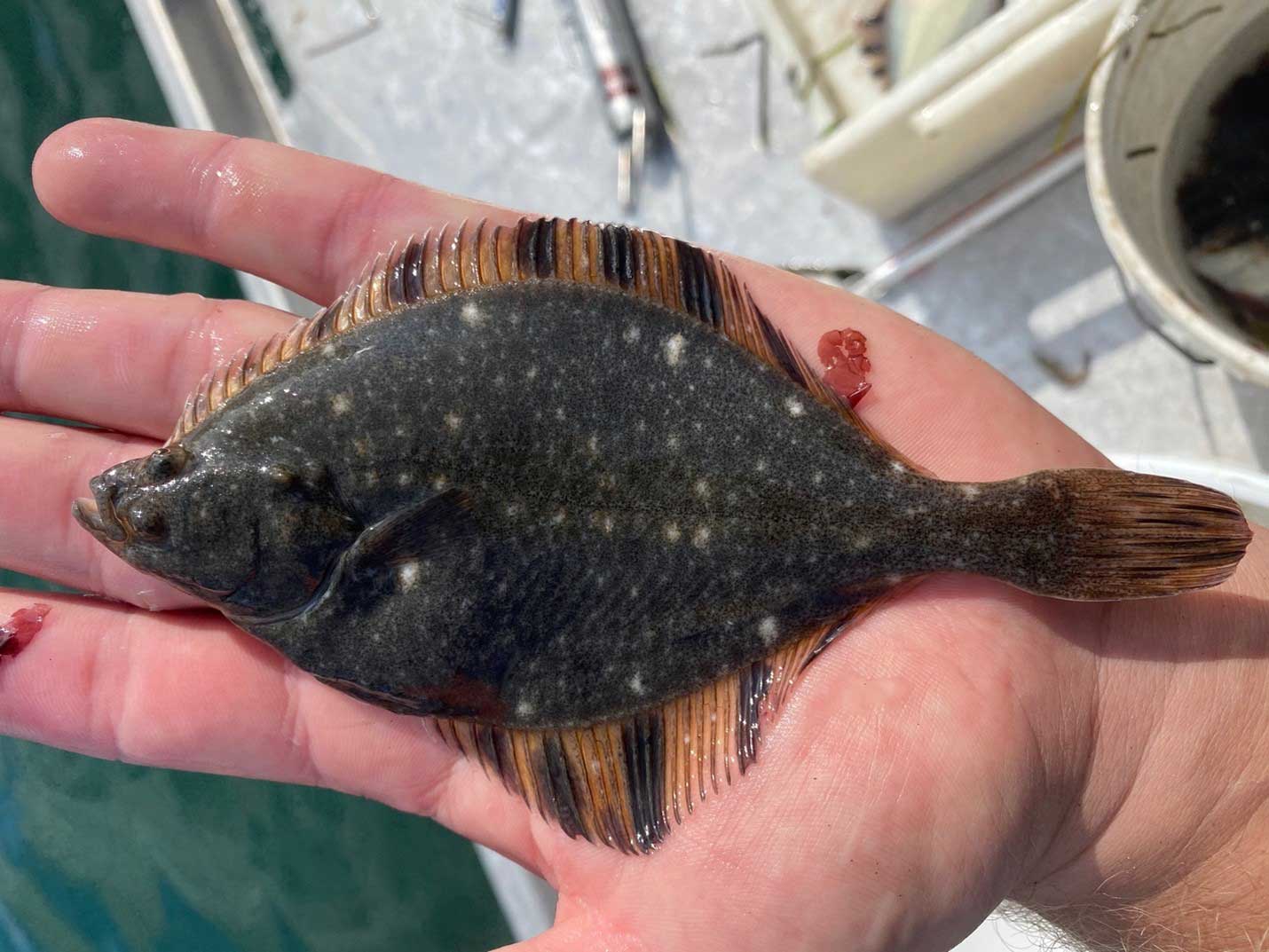 Evaluating Impacts of Climate Change on Flatfish Dominated Nursery